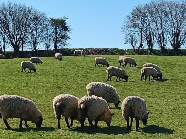 Peaslake sheep